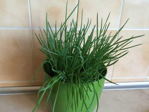 Chives Bohemia 500 seeds - Vesta Market