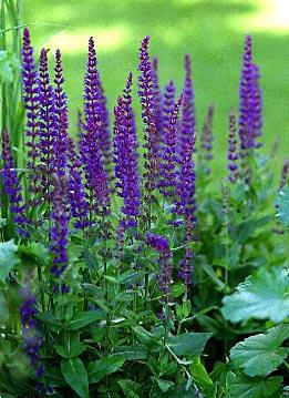 Mossy Sage Seeds - Vesta Market