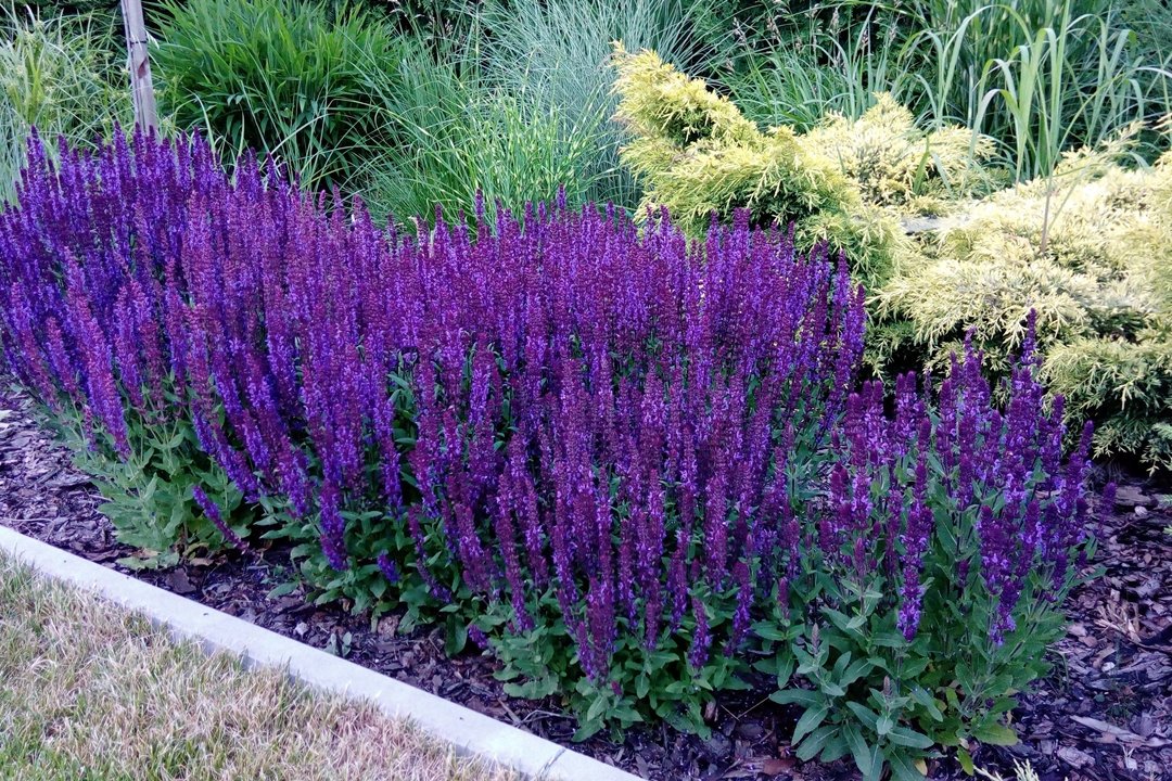Mossy Sage Seeds - Vesta Market