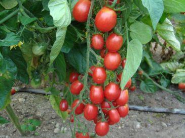 Tomato Cherry Raspberry Flavor 20 seeds Vesta Market