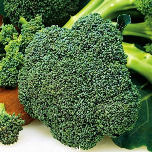 Calabrese Natalino Broccoli 300 Seeds - Vesta Market