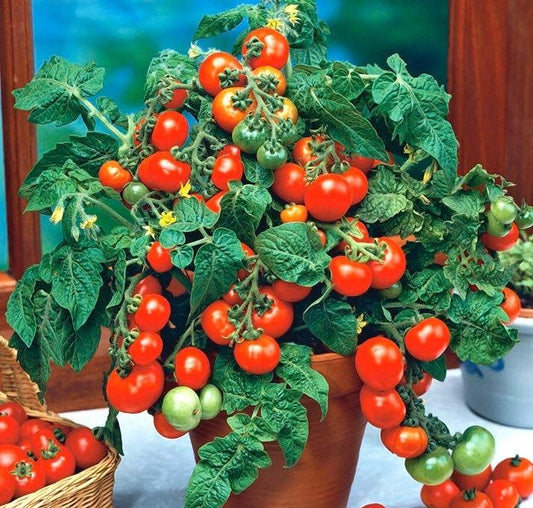 Bajaja Tomato 50 Seeds - Vesta Market