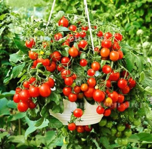 Bajaja Tomato 50 Seeds - Vesta Market