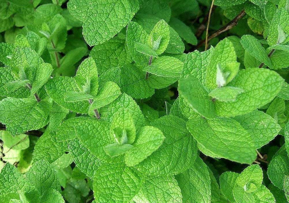 Mint Round-Leaved 100 Seeds - Vesta Market