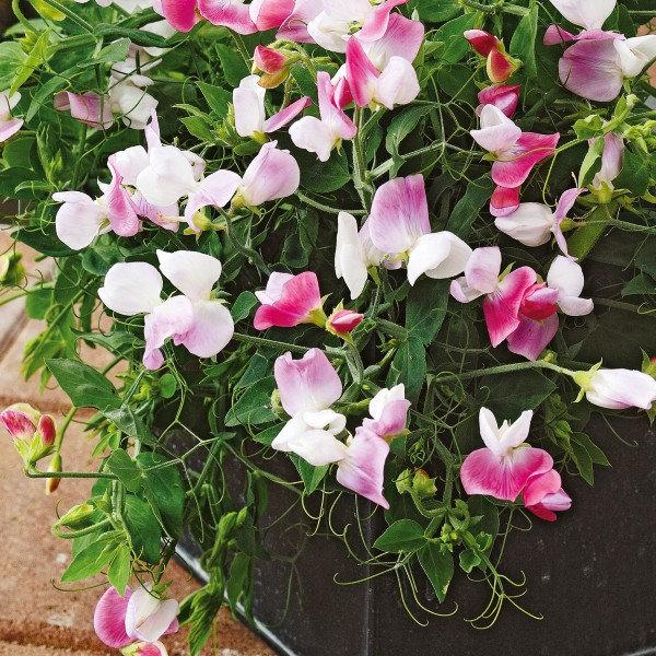 Fragrant Lathyrus Odoratus Pink Cupid 25 seeds - Vesta Market