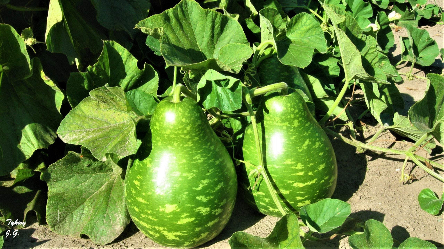 Gourd Unique 6 seeds - Edible Flowers - Vesta Market