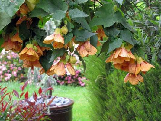 Abutilon Bella Mixed Colors 20 seeds - Vesta Market