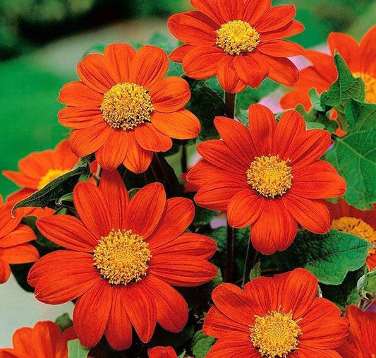Tithonia Flower 20 Seeds Vesta Market