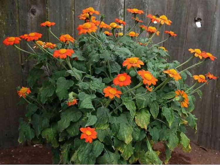 Tithonia Flower 20 Seeds Vesta Market