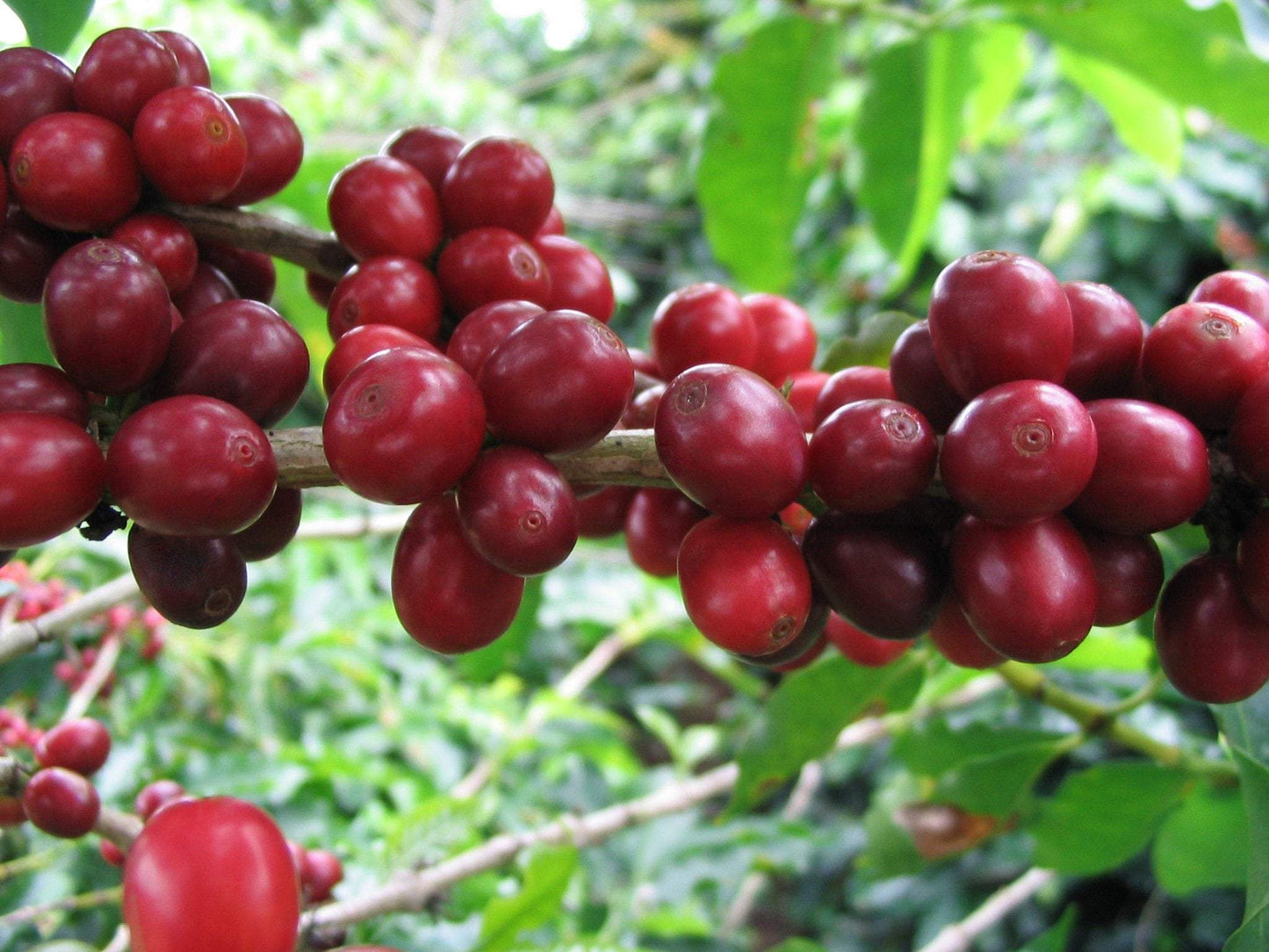 Arabic Coffee Seeds Plant - Vesta Market