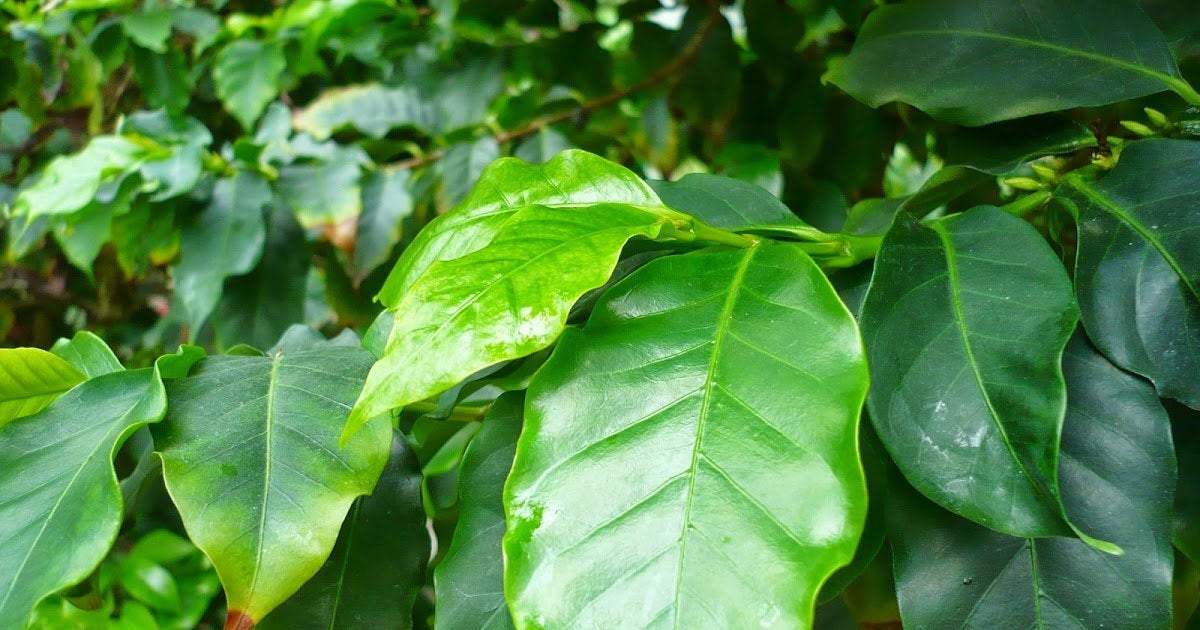Arabic Coffee Seeds Plant - Vesta Market
