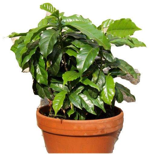 Arabic Coffee Seeds Plant - Vesta Market
