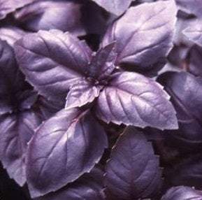 Red-Leaved Basil Seeds Vesta Market