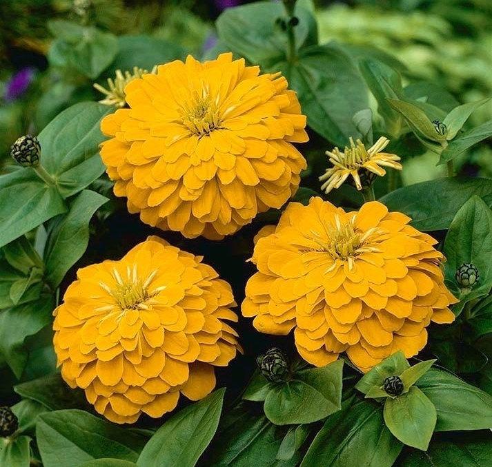 Zinnia Flower Yellow 50 Seeds Vesta Market