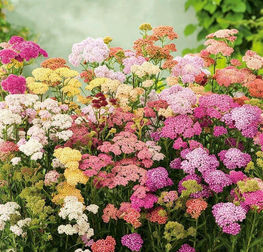 Yarrow Flower Mixed Colors 500 seeds Vesta Market