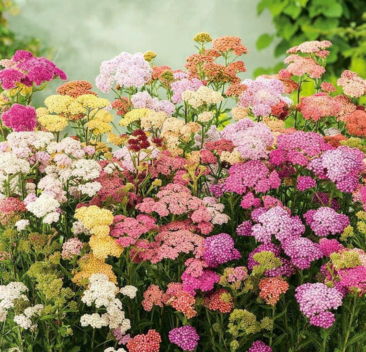 Yarrow Flower Mixed Colors 500 seeds Vesta Market