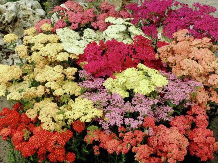 Yarrow Flower Mixed Colors 500 seeds Vesta Market