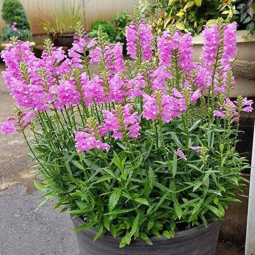 False Dragonhead Flower 20 Seeds - Vesta Market