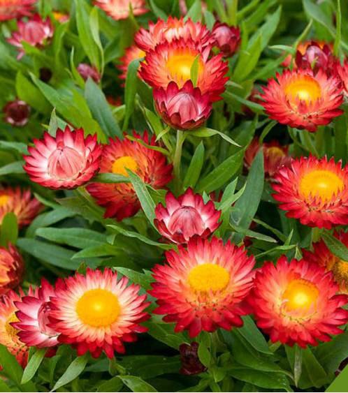 Strawflower Red 200 Seeds Vesta Market