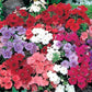 Phlox Drummondii mixed colors 50 seeds - Vesta Market