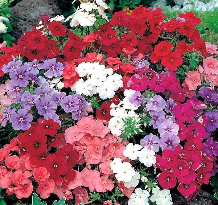 Phlox Drummondii mixed colors 50 seeds - Vesta Market