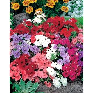 Phlox Drummondii mixed colors 50 seeds - Vesta Market