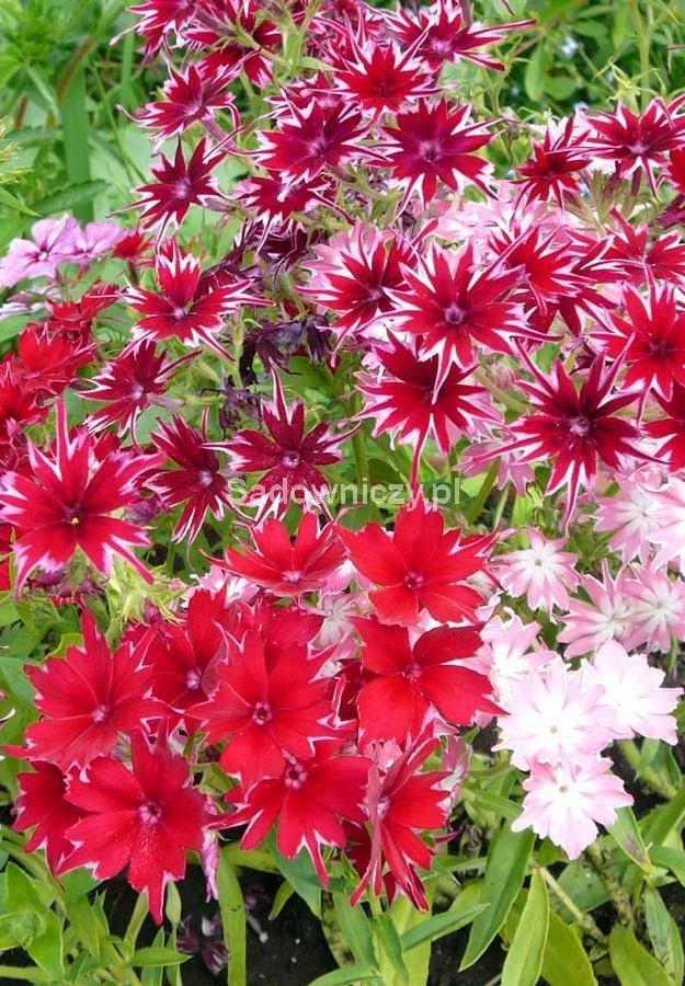 Annual Phlox Mixed Colors 100 seeds Vesta Market