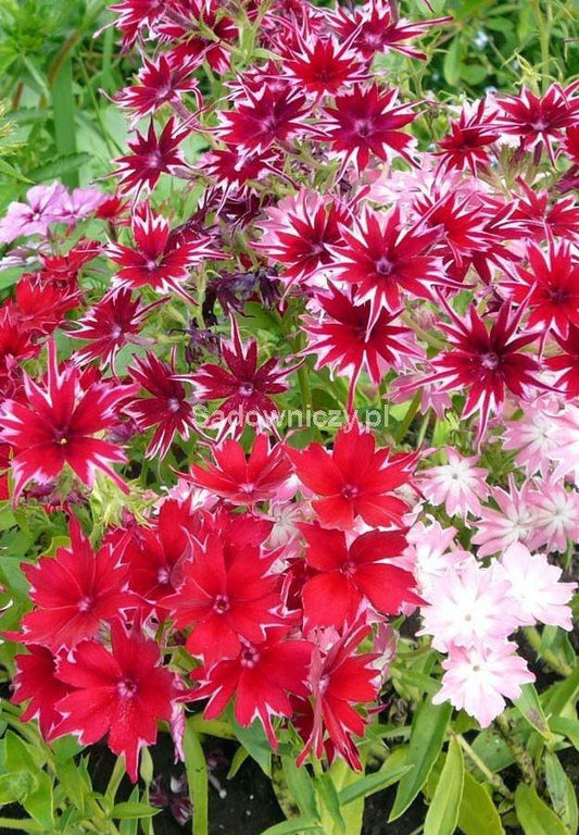 Annual Phlox Mixed Colors 100 seeds - Vesta Market