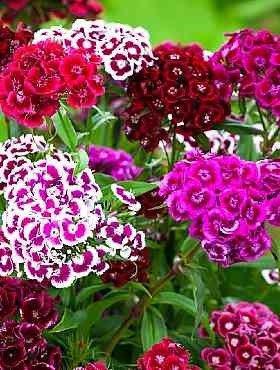 Sweet William Flower Mixed Colors 100 seeds Vesta Market