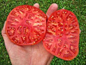 Giant Tomato BRUTUS seeds - Vesta Market