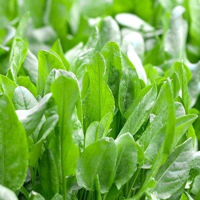 European Lyon Sorrel Seeds - Vesta Market