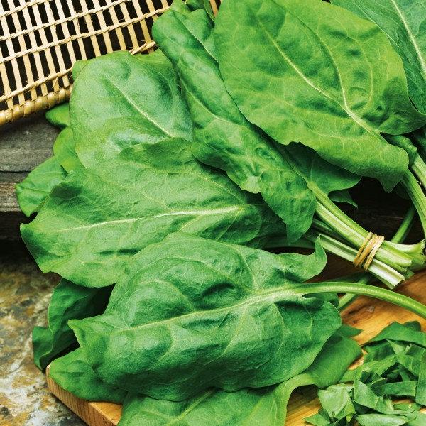 European Lyon Sorrel Seeds - Vesta Market