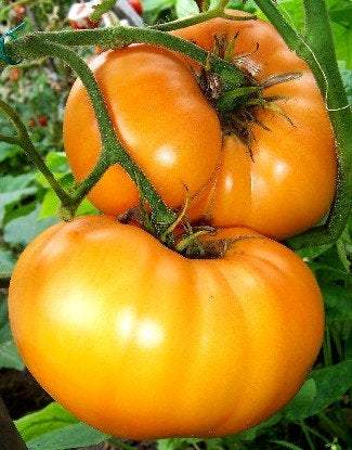 Ożarowski Golden Tomato 100 seeds - Vesta Market