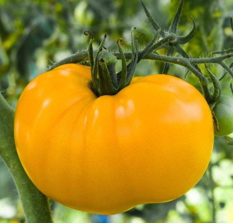 Ożarowski Golden Tomato 100 seeds - Vesta Market