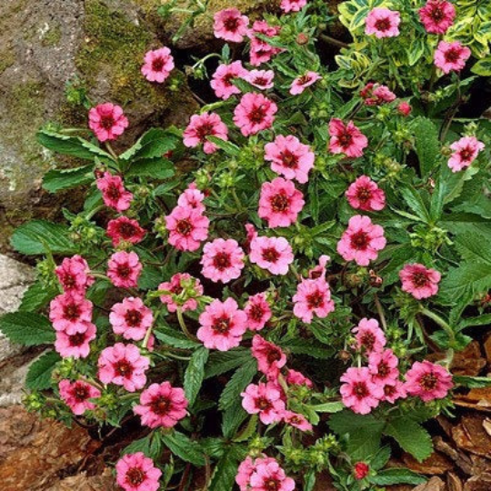 Nepal Cinquefoil 50 seeds - Vesta Market