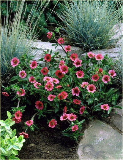Nepal Cinquefoil 50 seeds - Vesta Market