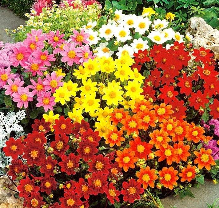 Dahlia Dwarf Miniature Flower 0.5g Mixed Colors - Vesta Market