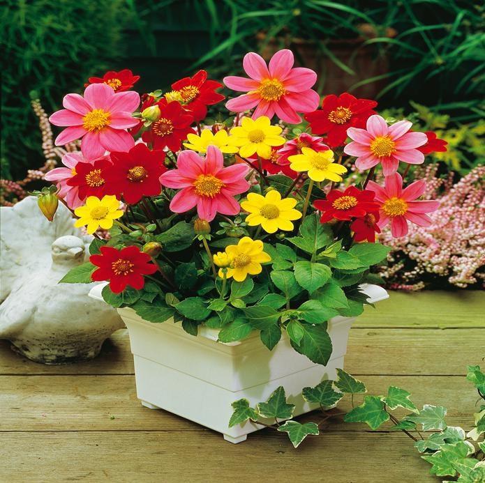 Dahlia Dwarf Miniature Flower 0.5g Mixed Colors - Vesta Market