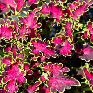 Koleus Rococo 50 Seeds - Vesta Market
