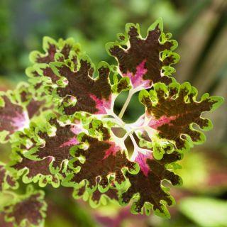 Koleus Rococo 50 Seeds - Vesta Market