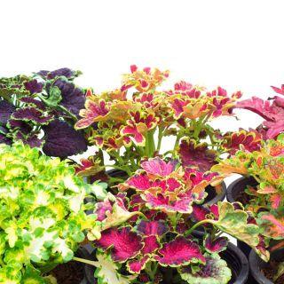 Koleus Rococo 50 Seeds - Vesta Market