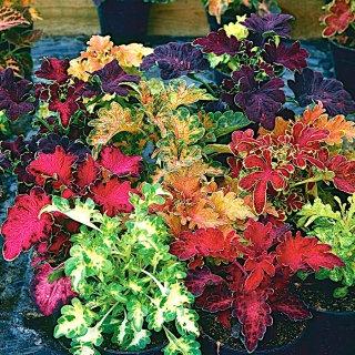 Koleus Rococo 50 Seeds - Vesta Market