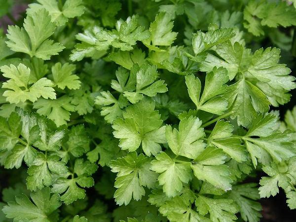 Gigante D'Italia Leaf Parsley seeds - Vesta Market