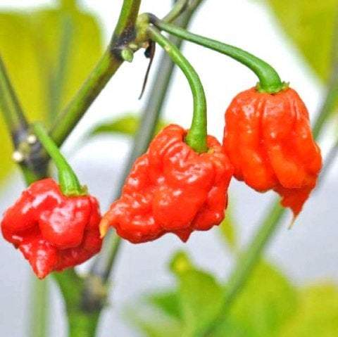 CAROLINA RED REAPER Seeds - Vesta Market