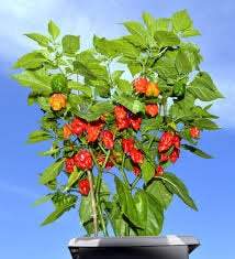 CAROLINA RED REAPER Seeds - Vesta Market