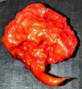 CAROLINA RED REAPER Seeds - Vesta Market