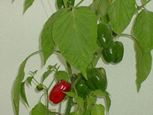 California Wonder Pepper 50 seeds - Vesta Market