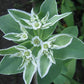 Euphorbia Marginata 10 seeds - Vesta Market