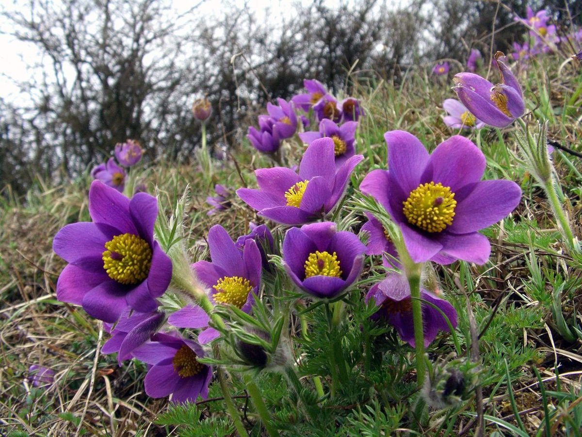 Pasqueflower Mixed Colors 50 Seeds - Vesta Market