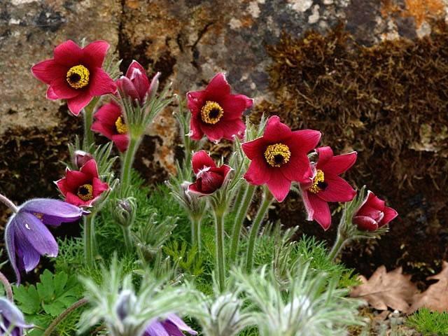 Pasqueflower Mixed Colors 50 Seeds - Vesta Market